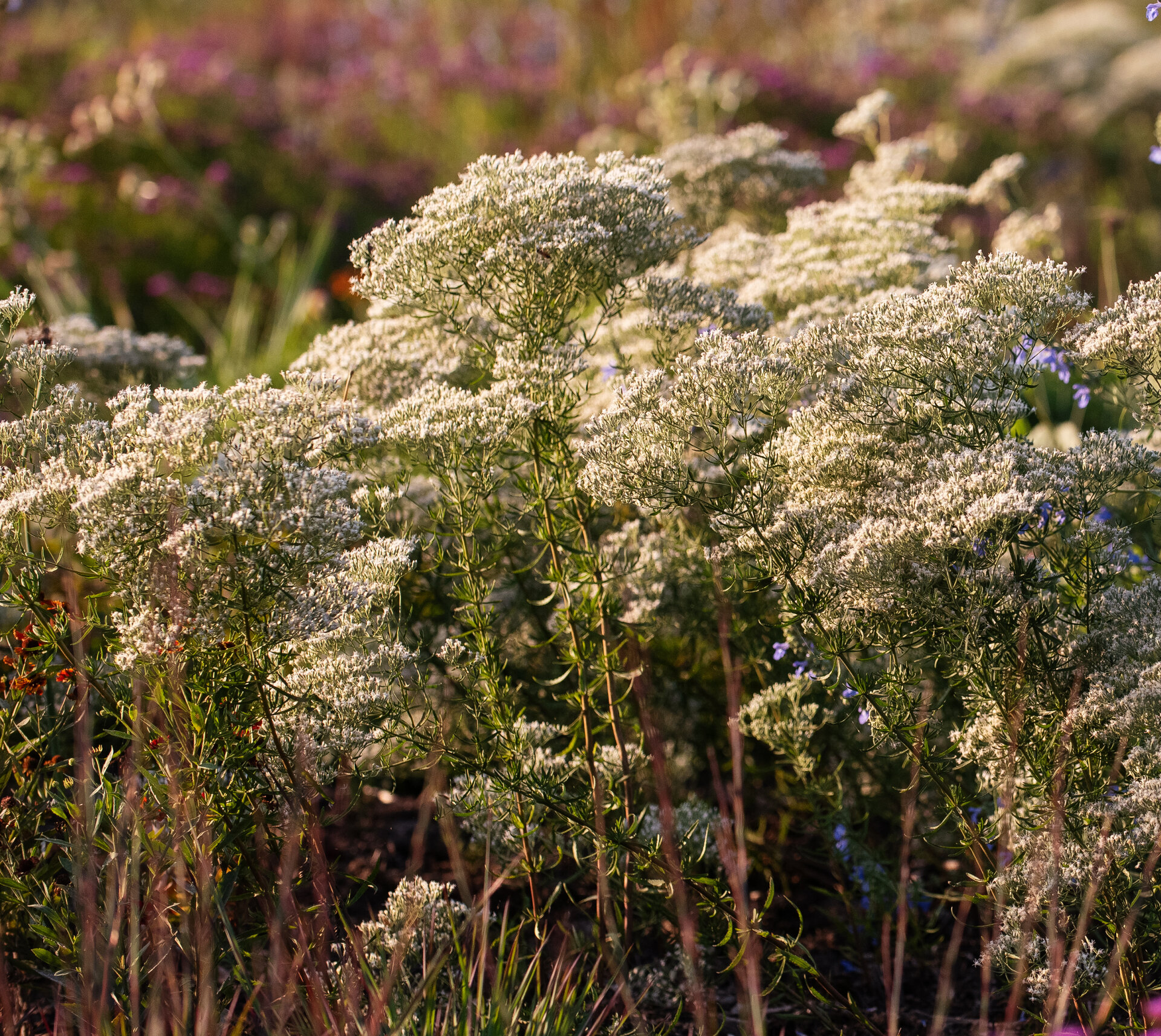 Eupatorium hyssopifolium
